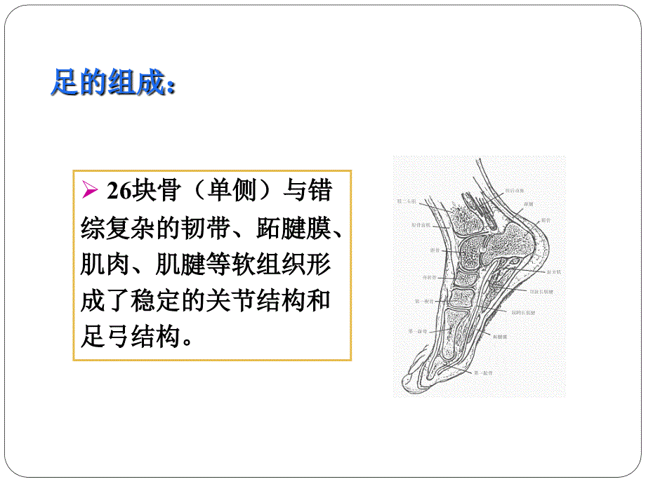 关节运动学,足和足弓_第4页