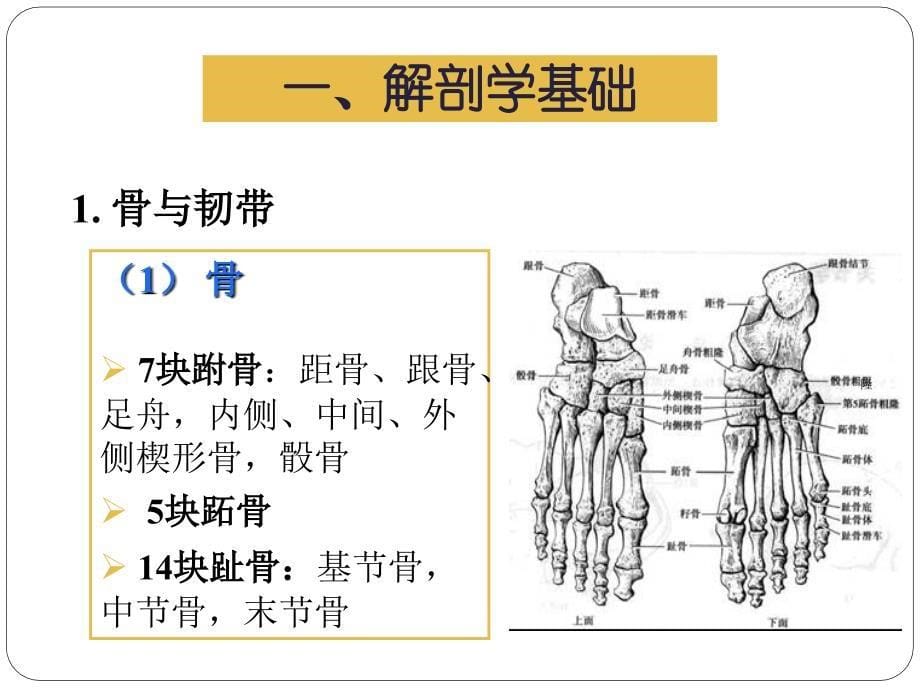 关节运动学,足和足弓_第5页