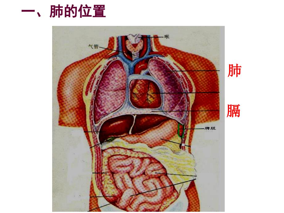 发生在肺里的气体交换-新人教-生物_第3页