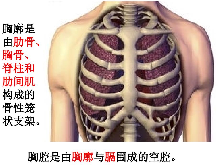 发生在肺里的气体交换-新人教-生物_第4页