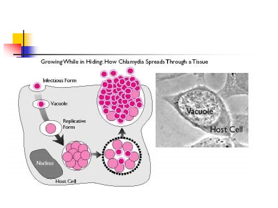 衣原体课件（chlamydia )_第4页