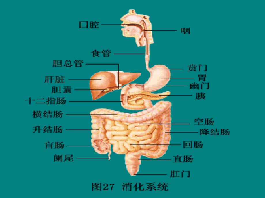 上消化道出血 消化内科_第2页