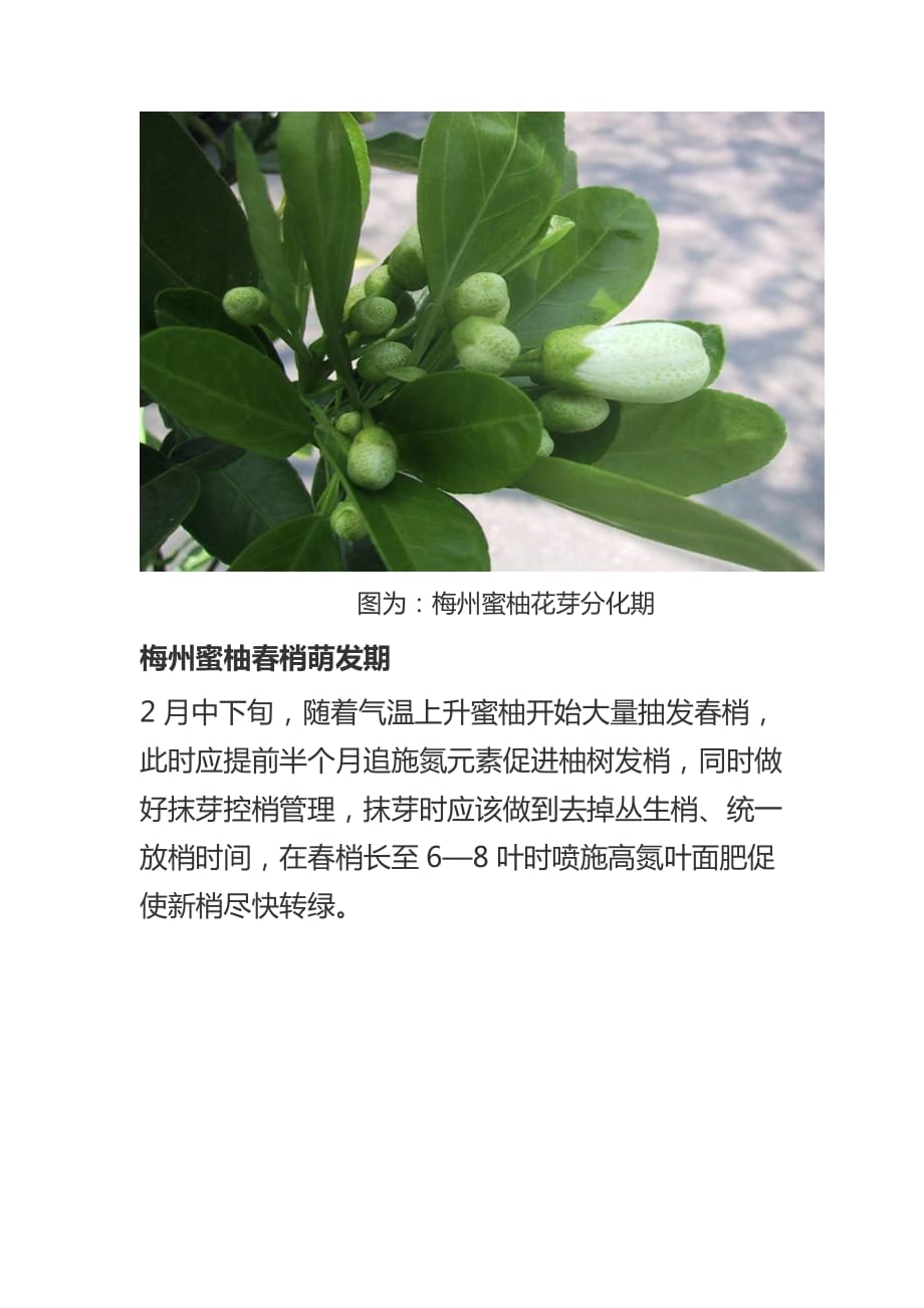 梅州蜜柚生产过程图解_第3页