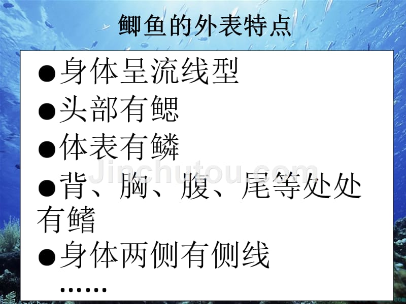 四年级上册科学课件水族的公民湘科版_第3页