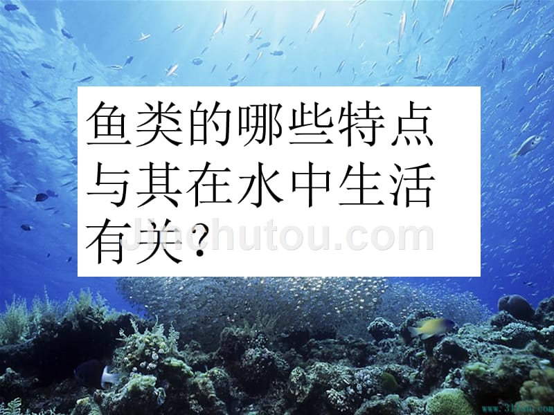 四年级上册科学课件水族的公民湘科版_第5页