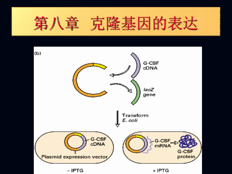 j第八章 目的基因的表达_第2页