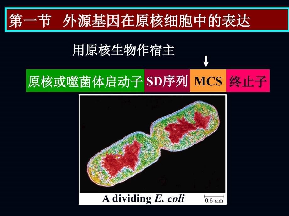 j第八章 目的基因的表达_第5页