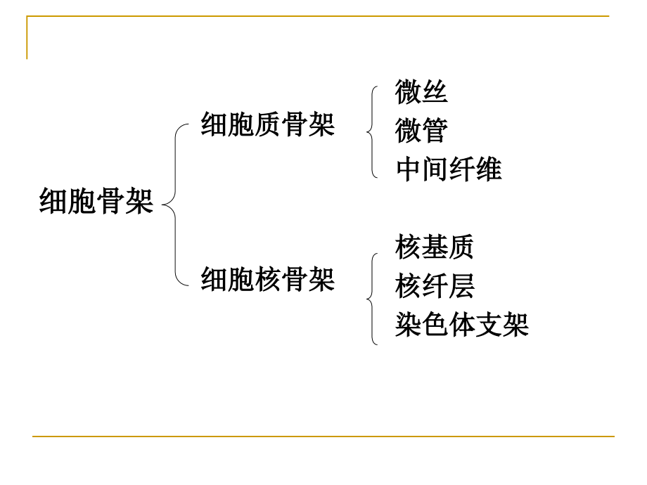 细胞生物学10细胞骨架ppt资料_第3页