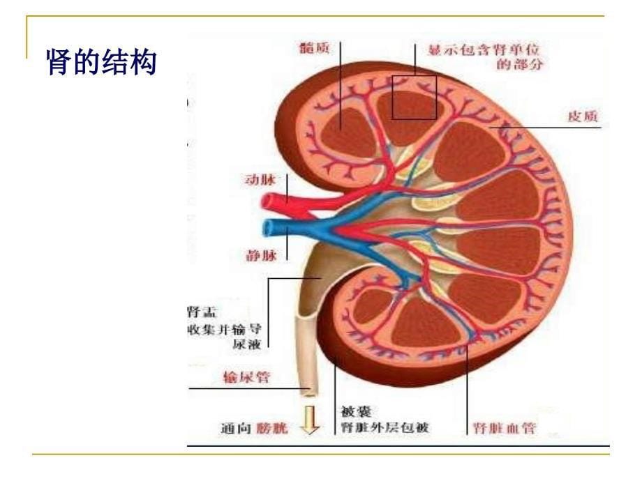 药物排泄_第5页