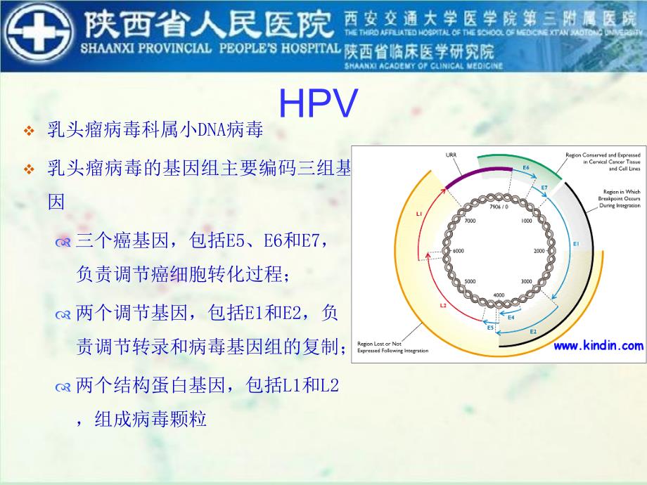 hpv的检测及其临床应用资料_第2页