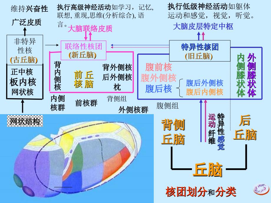 间脑与边缘叶_第2页