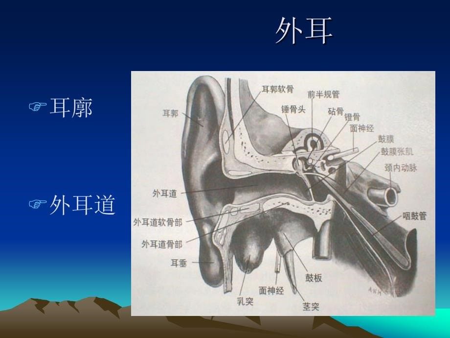 耳的应用解剖与生理资料_第5页