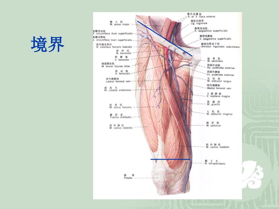 麻醉解剖学股前内侧区_第2页