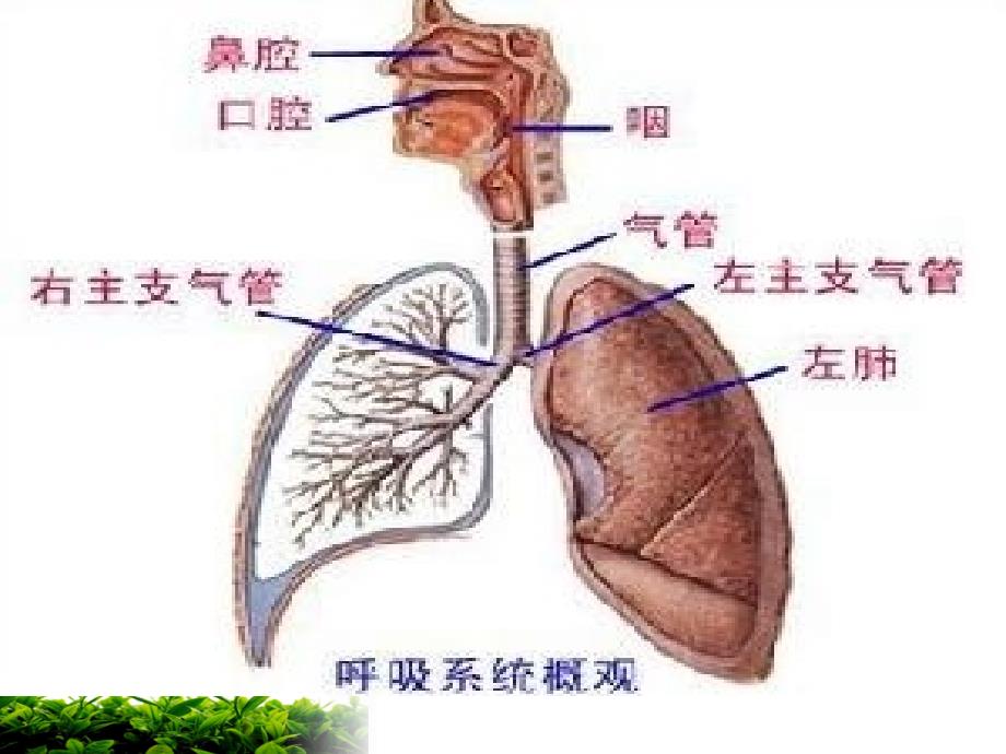 copd的健康宣教周洁_第1页