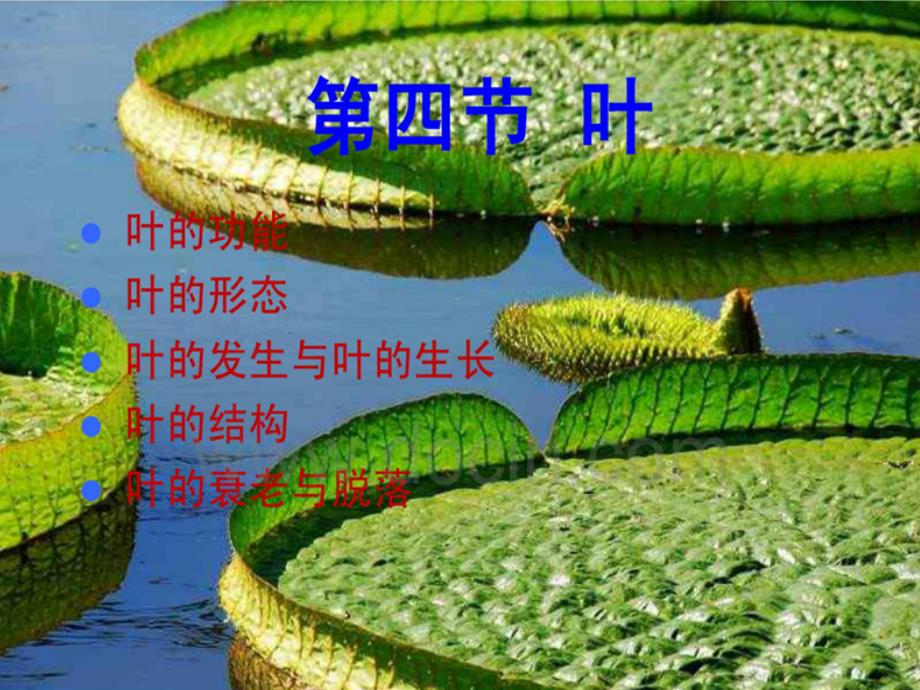 植物形态结构_第1页