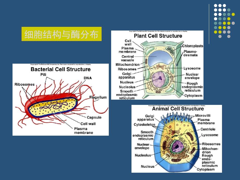 酶的分离提纯分析_第3页