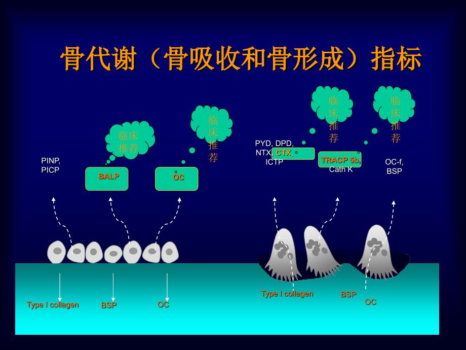 骨代谢指标_第2页