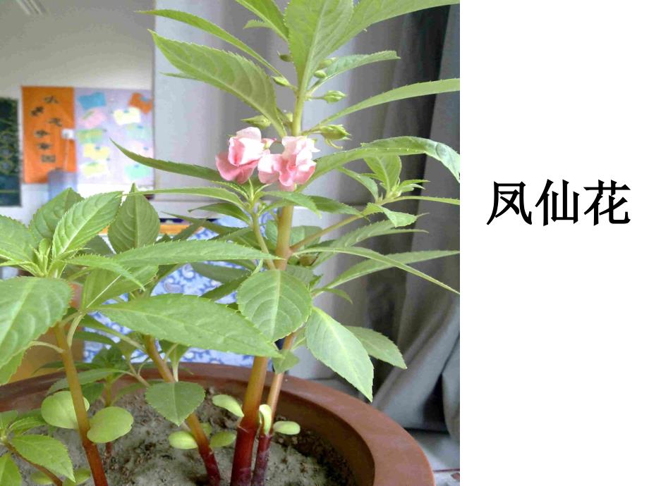 四年级上册科学课件-1.1 植物的身体｜湘教版  (共51张PPT)_第4页