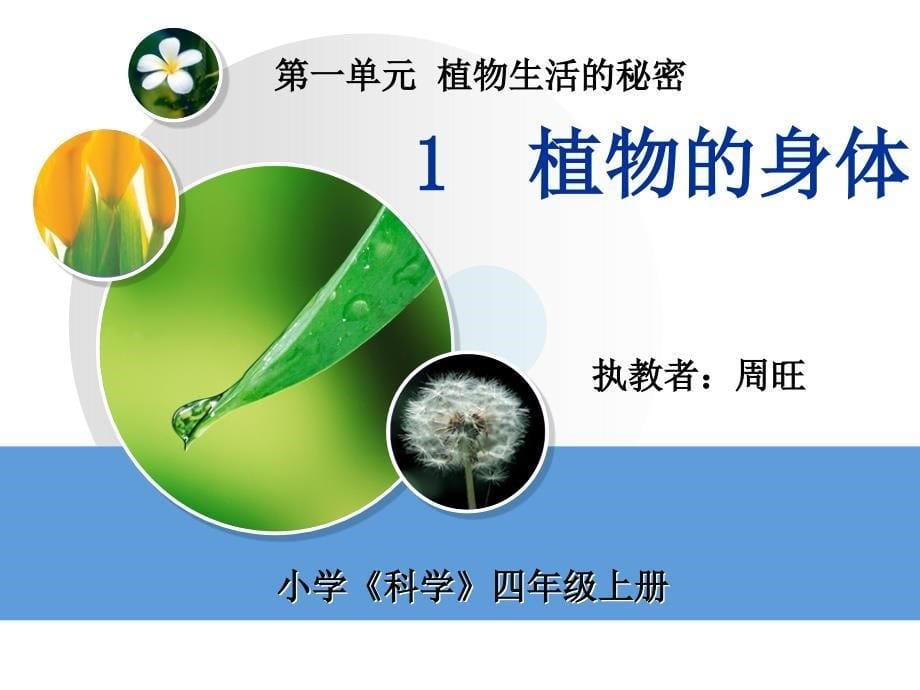 四年级上册科学课件-1.1 植物的身体｜湘教版  (共51张PPT)_第5页