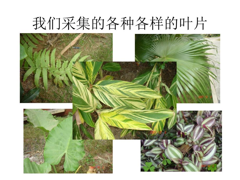 四年级上册科学课件-1.1 植物的身体｜湘教版  (共24张PPT)_第3页