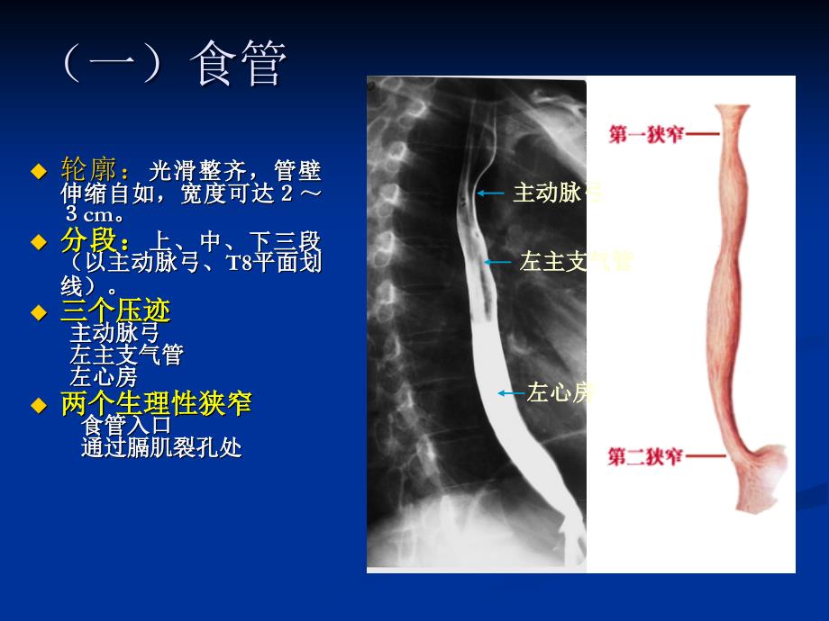 消化道正常、异常征象_第3页