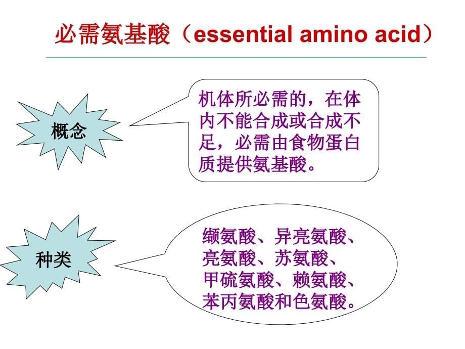 级氨基酸代谢_第5页