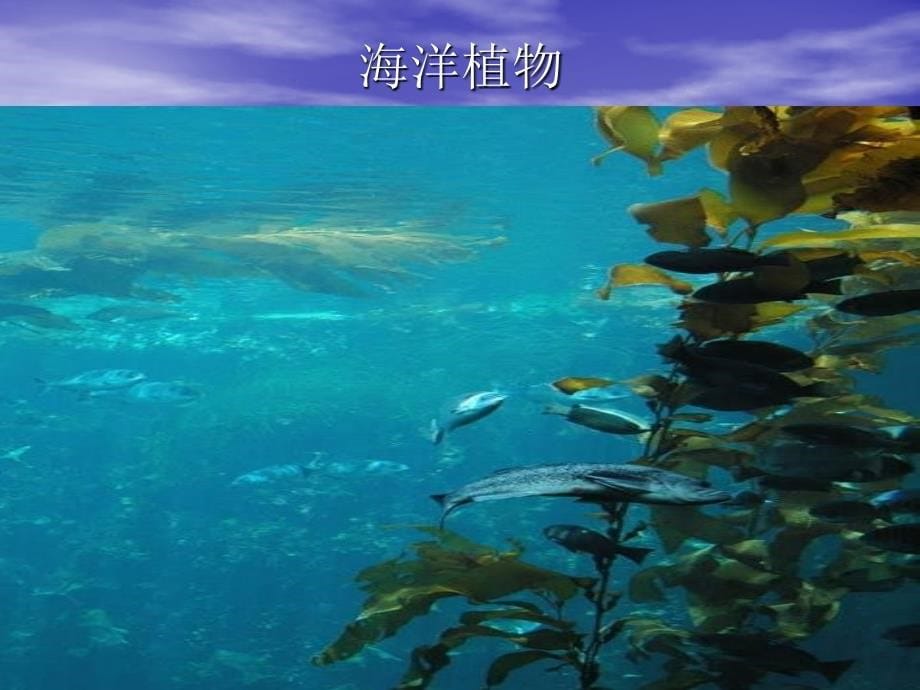 对海洋生物危害尤大_第5页