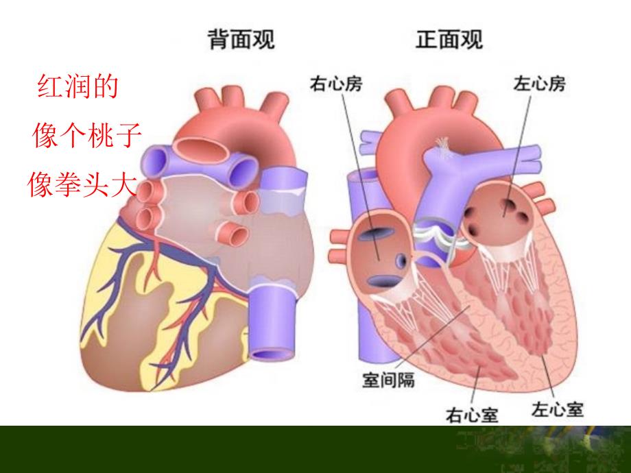 五年级上册科学课件-4.3 心脏和血液循环｜苏教版 (共12张PPT)_第4页