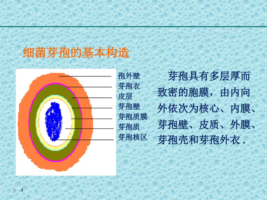 试验细菌的芽孢染色法_第4页