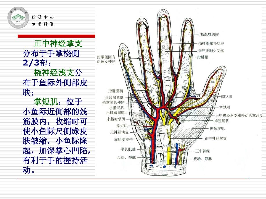 医用局部解剖学腕前区手掌和手指掌侧面_第3页