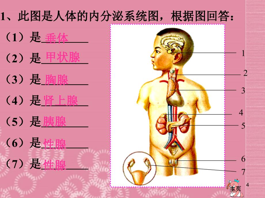 山东省大坞镇大坞中学七级生物下册人体生命活动的调节济南版_第4页