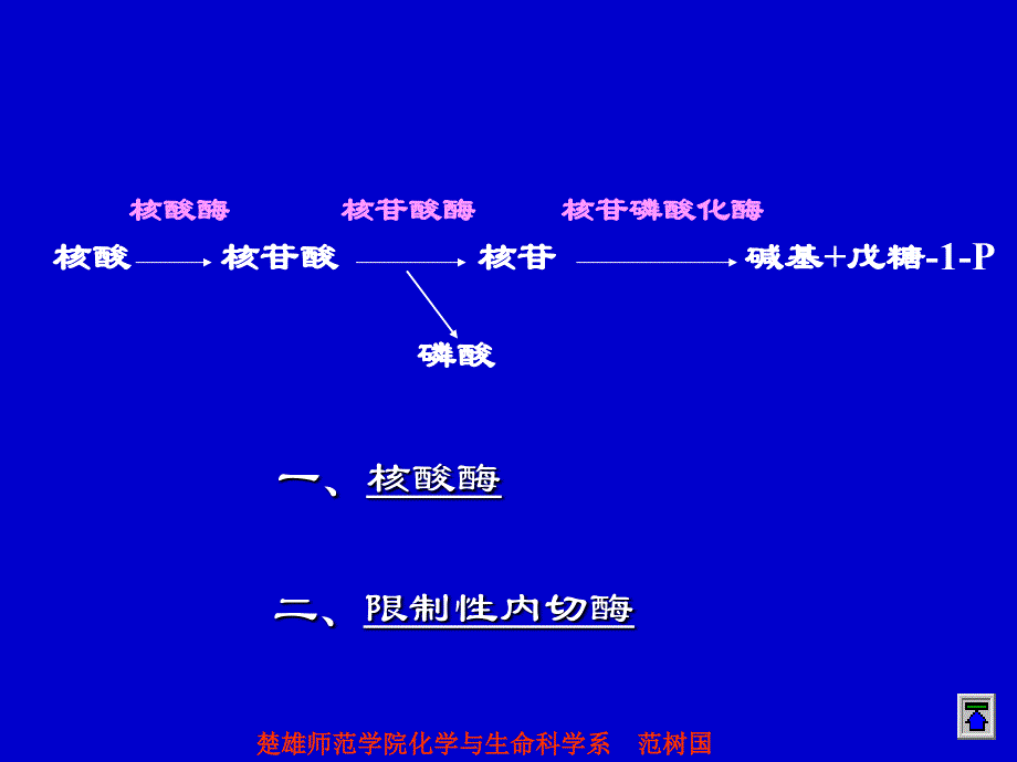 嘧啶核苷酸的生物合成_第3页