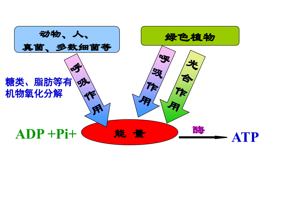 atp主要来源细胞呼吸_第2页