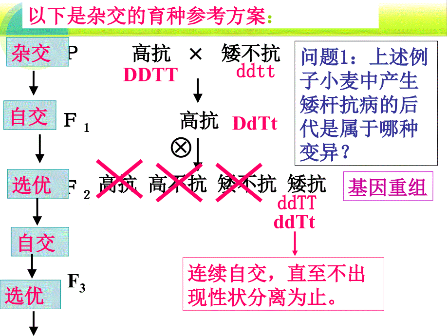 2013人教版必修二第1节《杂交育种与诱变育种》_第4页