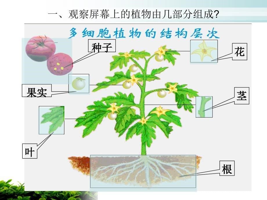 新人教版植物体的结构层次_第5页