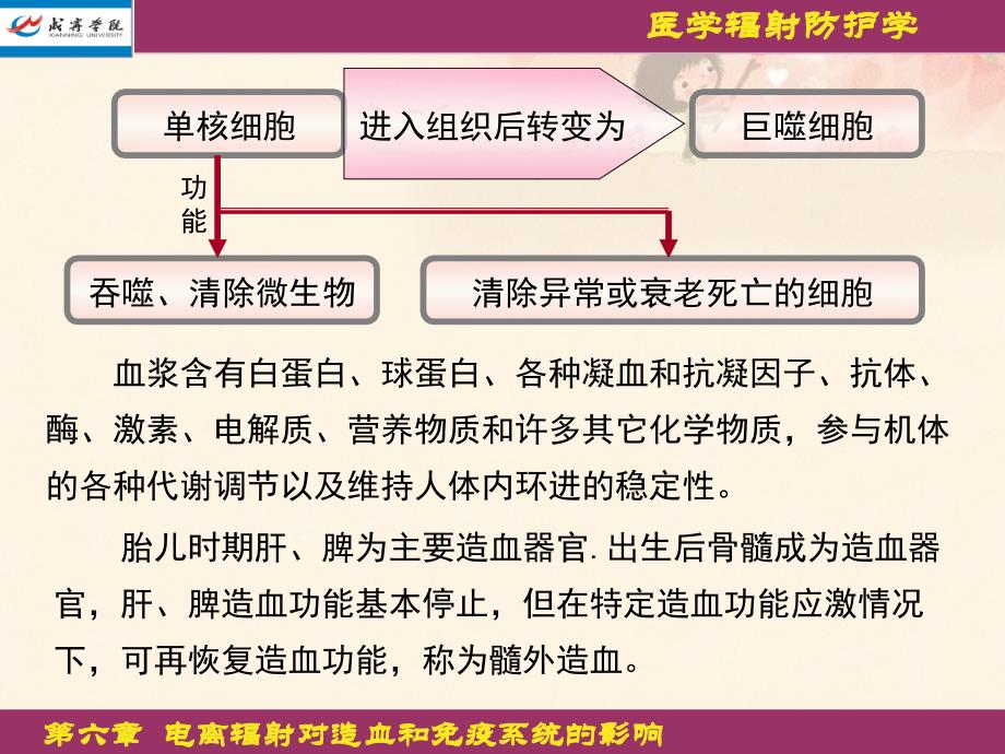 电离辐射对造血和免疫系统影响_第3页