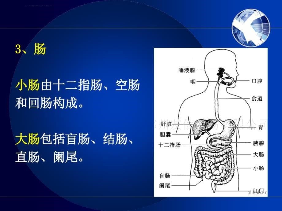 消化系统疾病医疗及病人管理知识分析护理.ppt_第5页