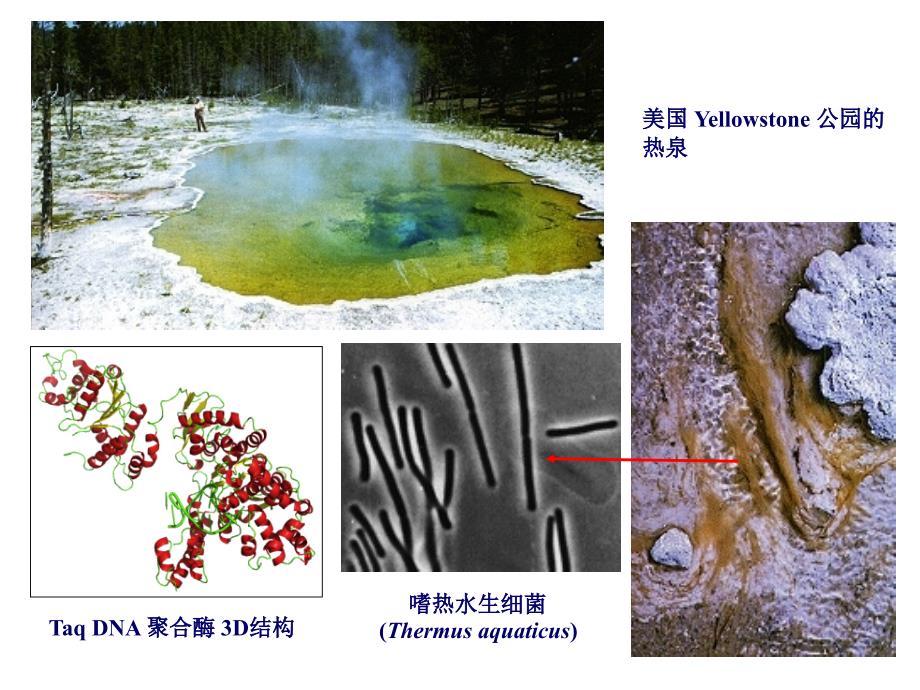 分子生物学第六章_第3页