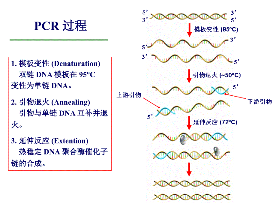 分子生物学第六章_第4页