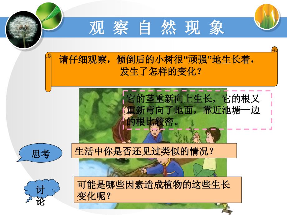 六年级上册科学课件-1.1 一颗顽强的小树｜ 湘教版 (共14张PPT)_第3页