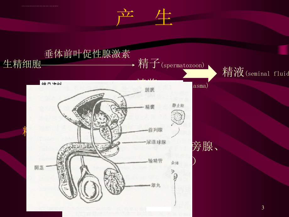 精液检查与前列腺液检查方法分析.ppt_第3页