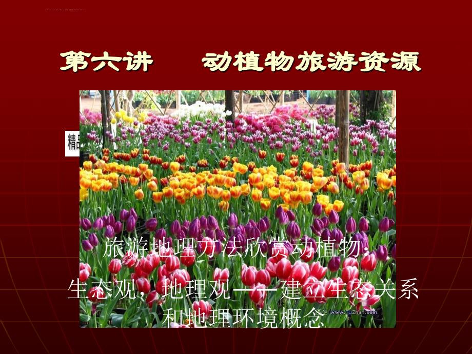 动植物旅游资源介绍.ppt_第1页