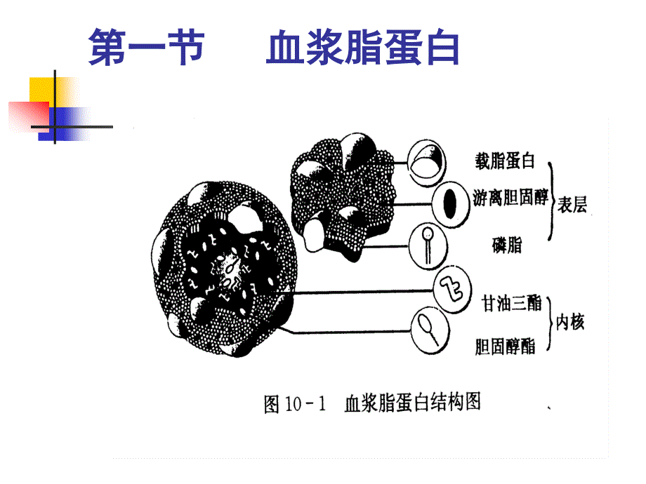 血浆脂蛋白与其代谢紊乱_第4页