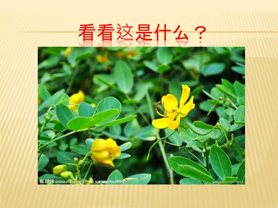 15落花生课件_第2页