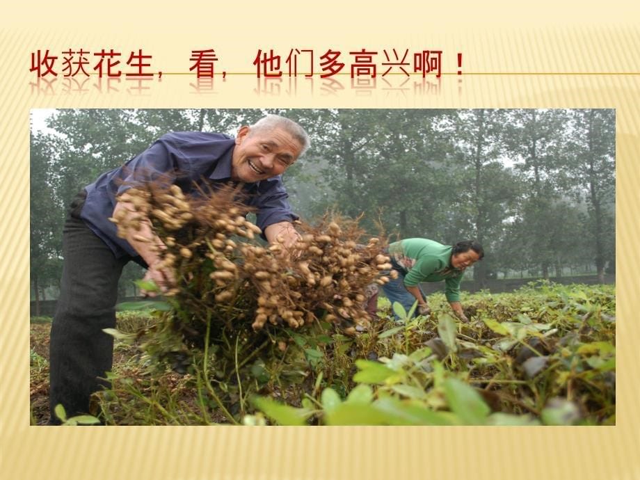 15落花生课件_第5页