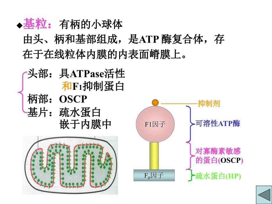 第七章细胞的能量代谢_第5页