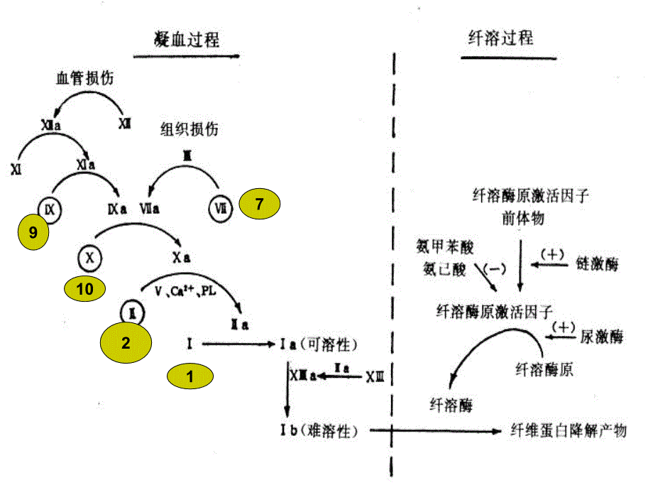 第七篇--第一节促凝血药、抗凝血药_第4页