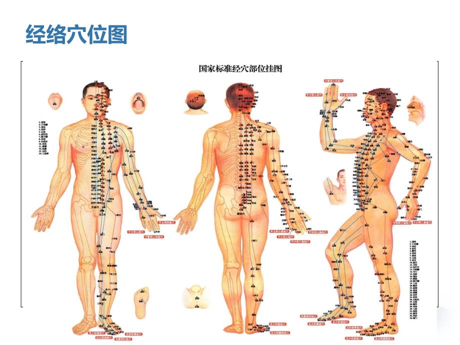 中医基础理论-经络全解_第3页