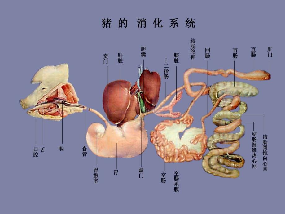 动物解剖---消化系统_第3页