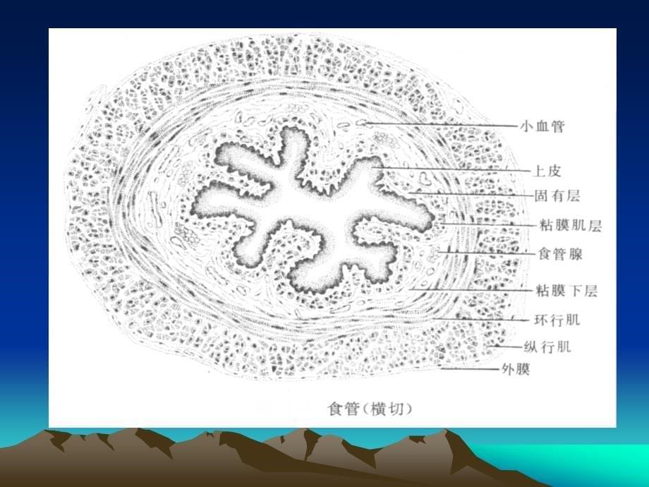 动物解剖---消化系统_第5页